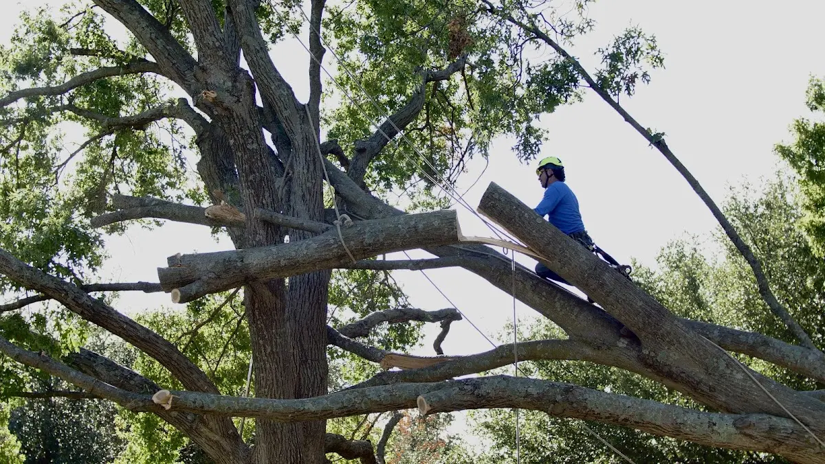 Professional Crown Thinning performed by certified arborists in Pewaukee
